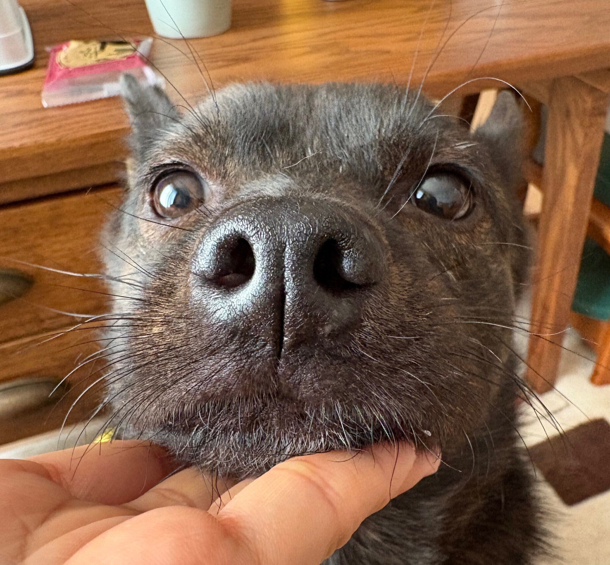 見つめる福丸くん