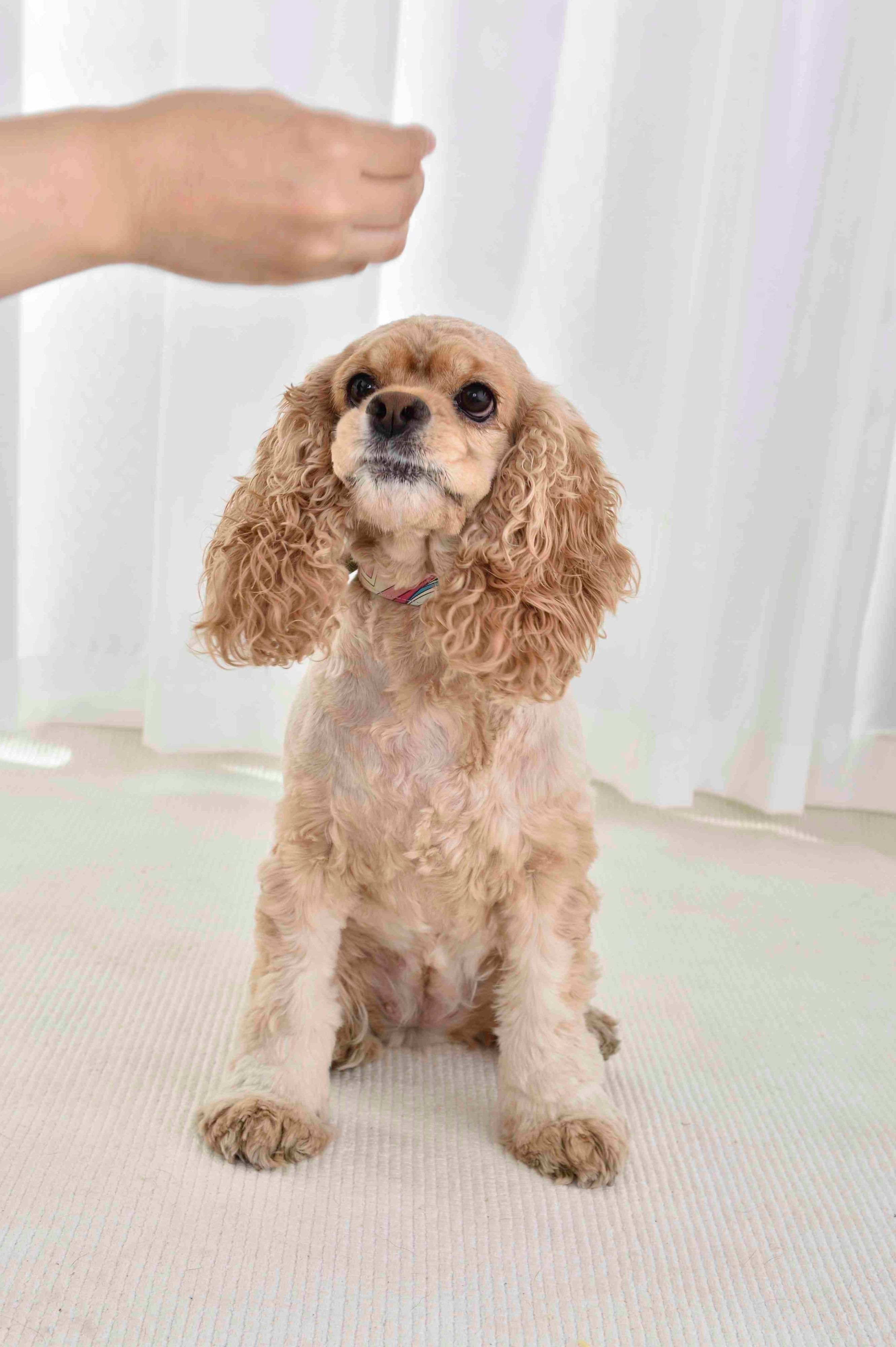 犬の耳そうじ 耳の健康チェックから 自宅でできる耳そうじのコツまで いぬのきもちweb Magazine