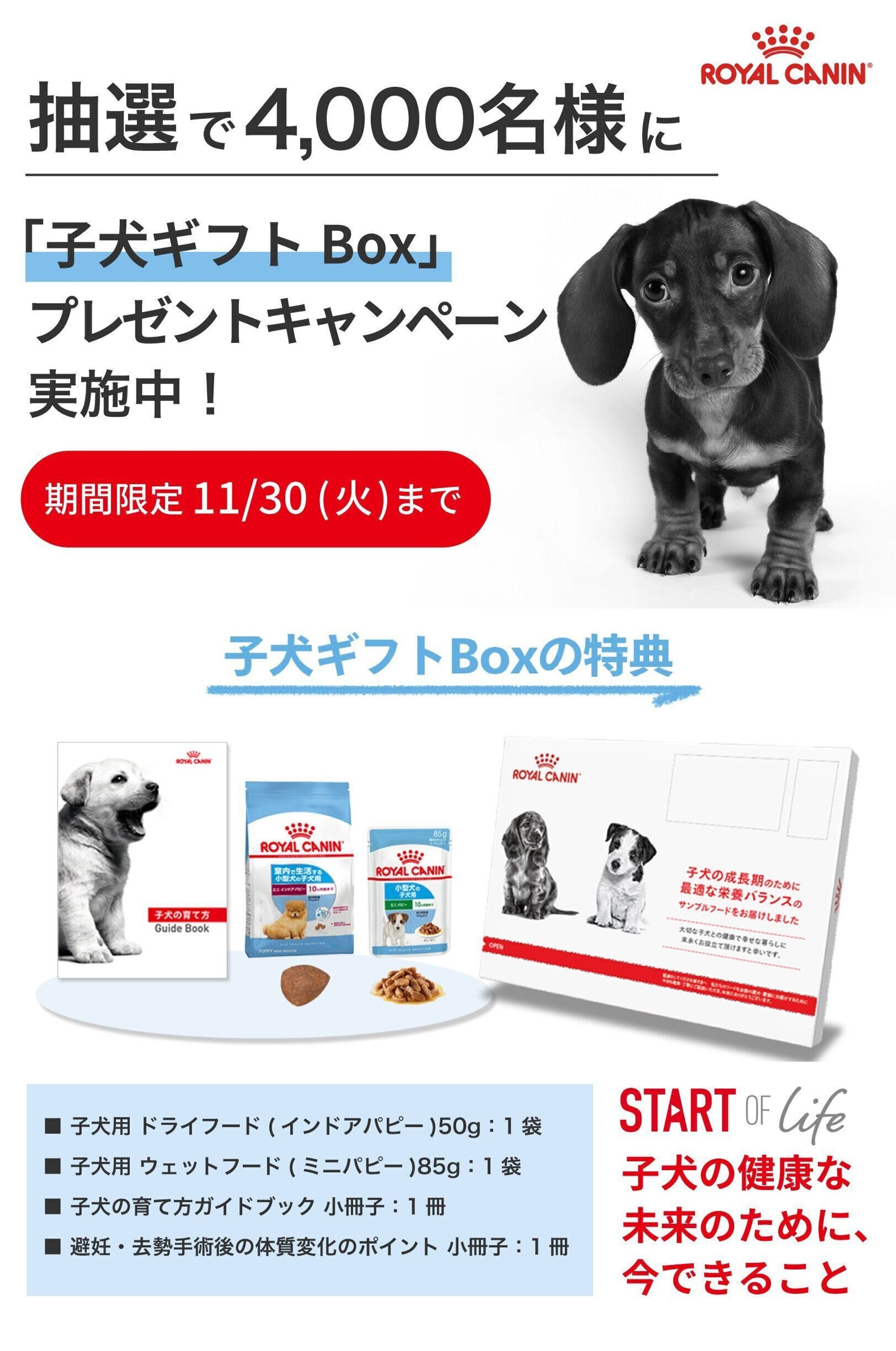 Pr 無料プレゼント 子犬のために 今必要なもの が詰まったギフトboxを抽選で4 000名様に いぬのきもちweb Magazine Pr 無料プレゼント 子犬のために 今必要なもの が詰まったギフトboxを抽選で4 000名様に いぬのきもちweb Magazine
