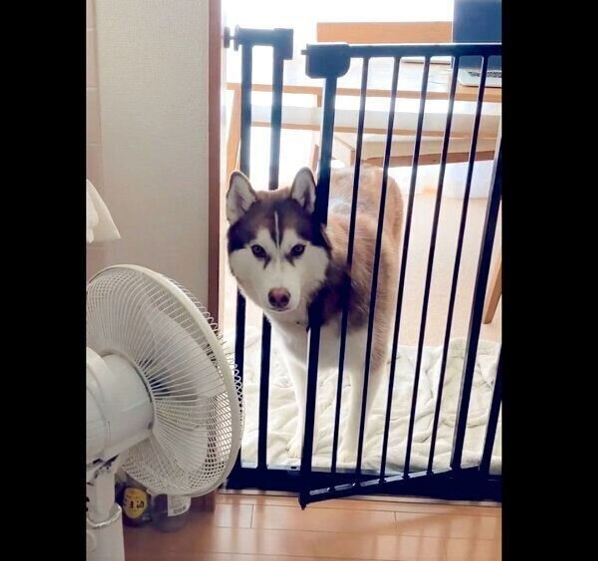 バレてない 大丈夫 緊張感たっぷりで進入禁止のキッチンを覗く犬 隠し撮りに気づき 反応に爆笑 いぬのきもちweb Magazine バレてない 大丈夫 緊張感たっぷりで進入禁止のキッチンを覗く犬 隠し撮りに気づき 反応に爆笑 いぬのきもちweb Magazine