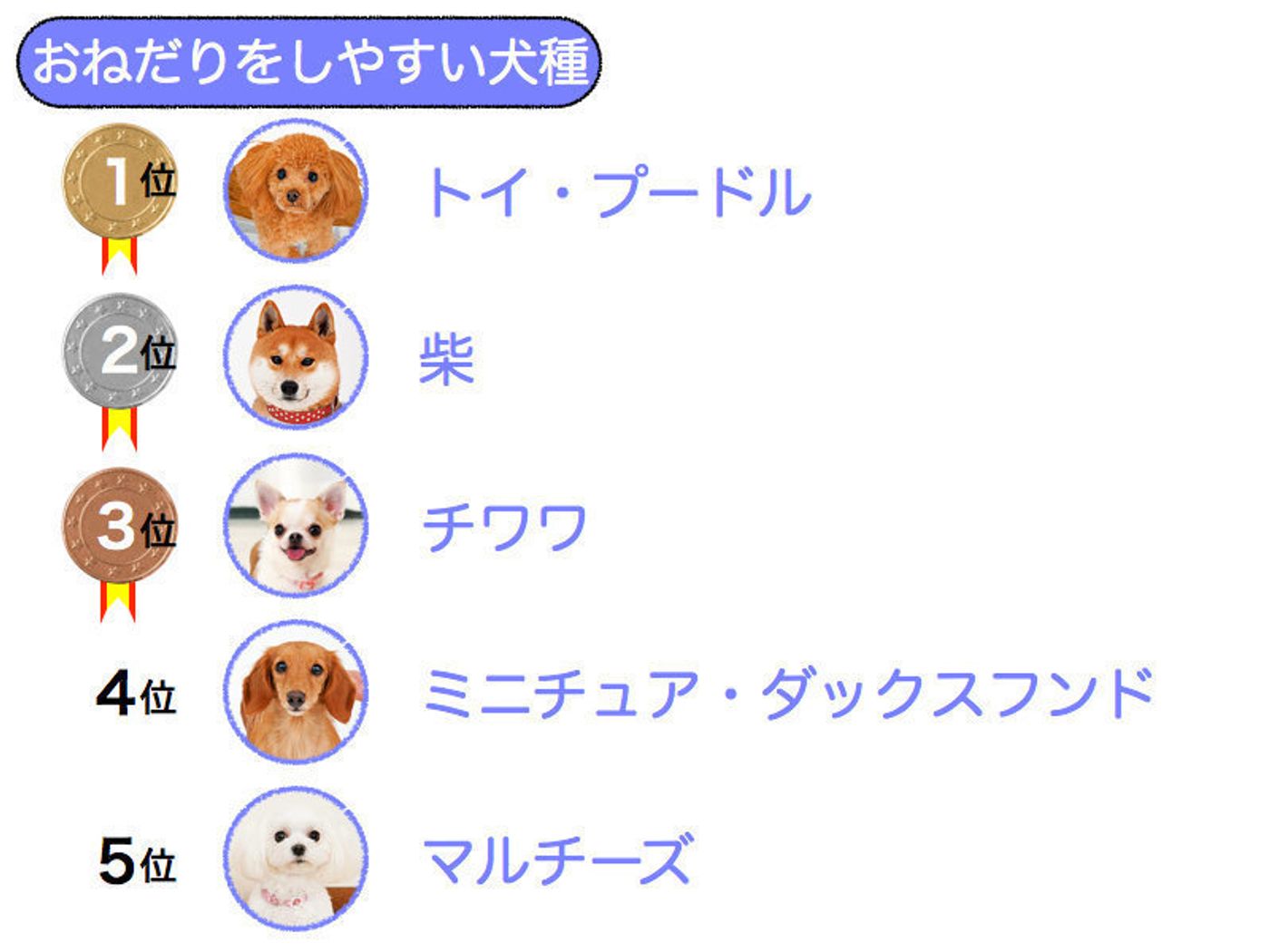 ランキング おねだり上手な犬 1位はあの人気犬種だった いぬのきもちweb Magazine ランキング おねだり上手な犬 1位はあの人気犬種だった いぬのきもちweb Magazine