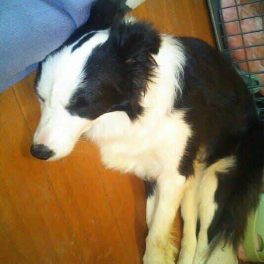 足元で寝るボーダー・コリー