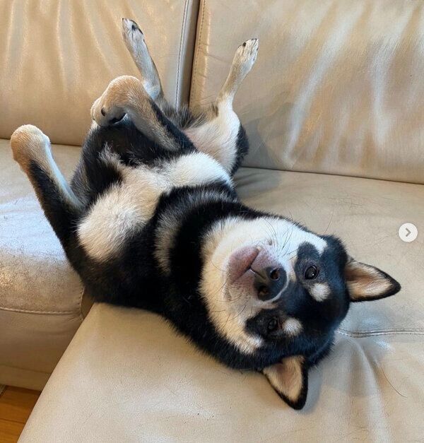 ヘソ天するカイトくん