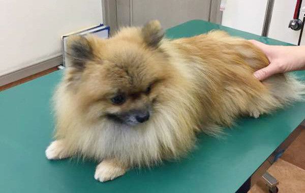 伏せするポメラニアン