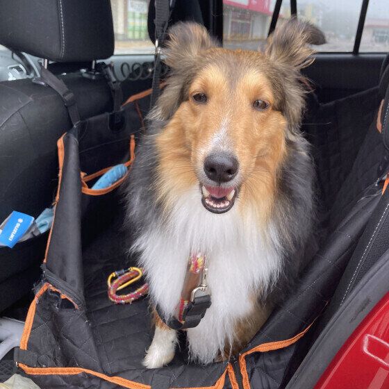 シェットランド・シープドッグのエソラちゃん