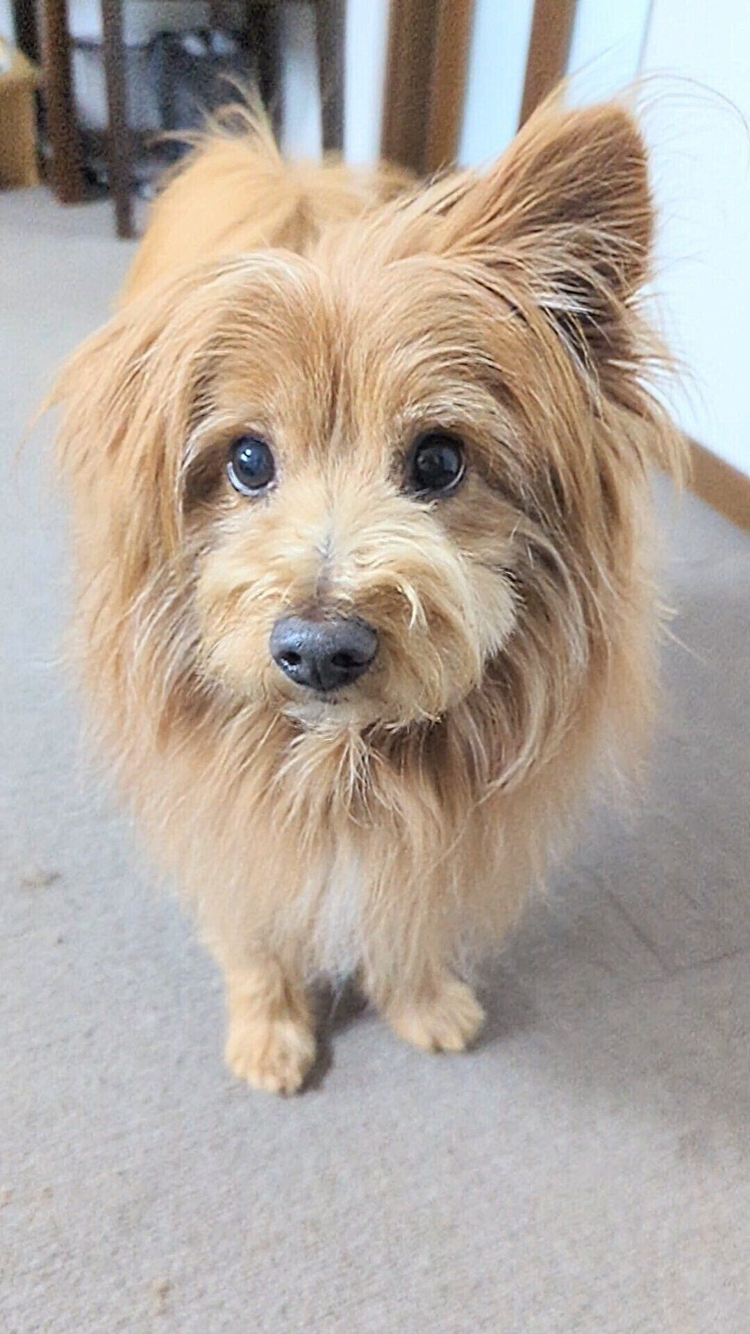 何か言いたげな犬の写真