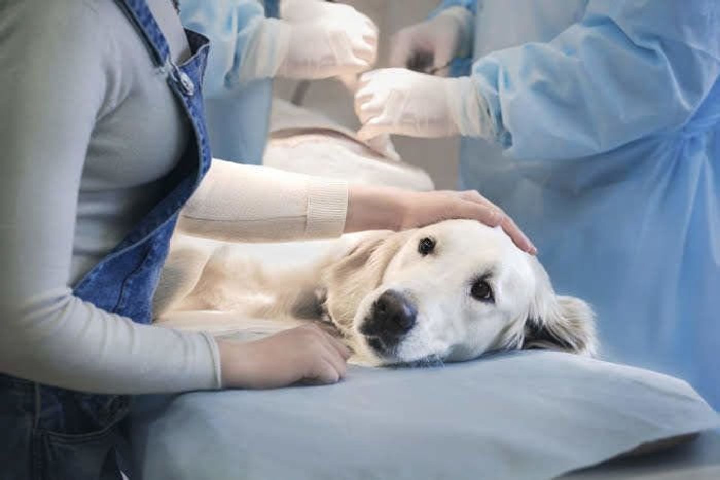 獣医師監修 もしかして 気管虚脱 かも 愛犬の咳や苦しそうな呼吸 いぬのきもちweb Magazine 獣医師監修 もしかして 気管虚脱 かも 愛犬の咳や苦しそうな呼吸 いぬのきもちweb Magazine