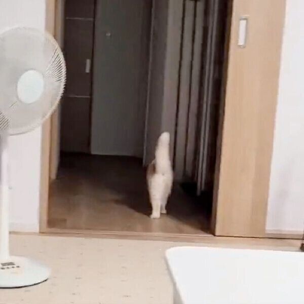 玄関のほうに向かうじゅんちゃん