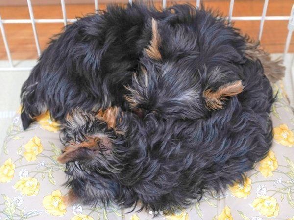 犬団子をする麟太郎ちゃんと鐵太郎ちゃん