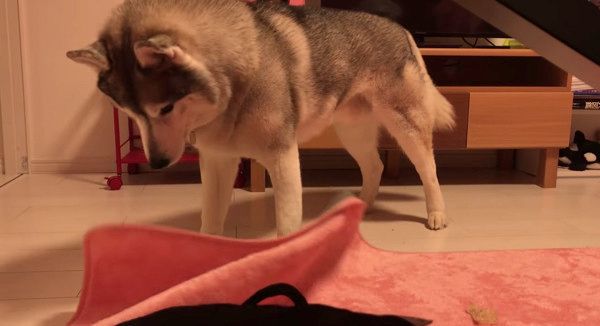 絨毯で遊ぶシベリアン・ハスキー