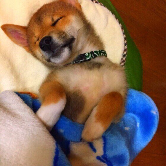 琥珀くん（柴）