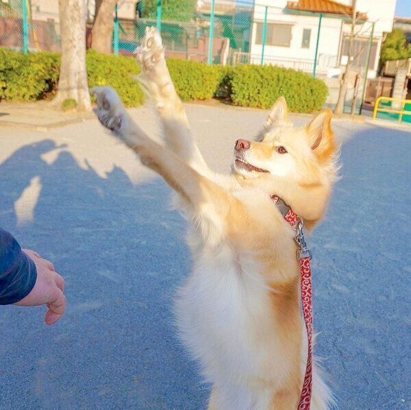 楽しそうにするあられちゃん