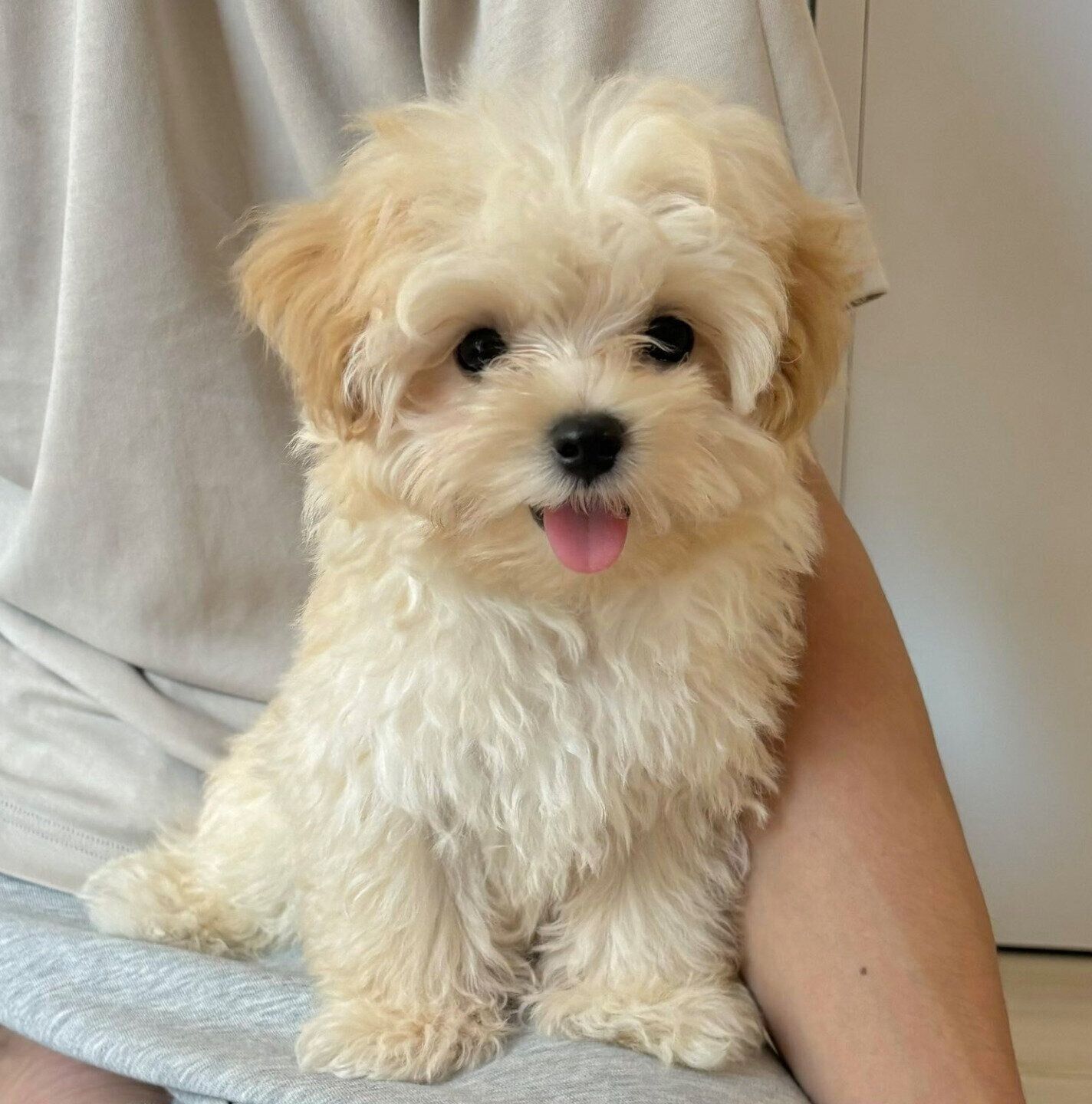 生後3カ月のころに撮影したぽてとくん。