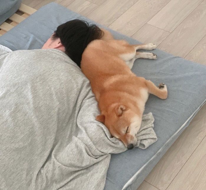 飼い主さんの布団で眠るちくわくん
