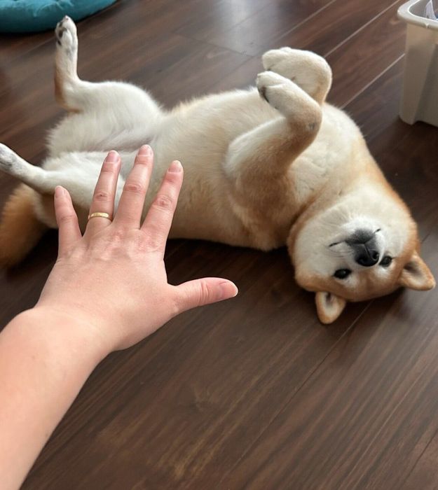 ナデナデを要求するいちちゃん
