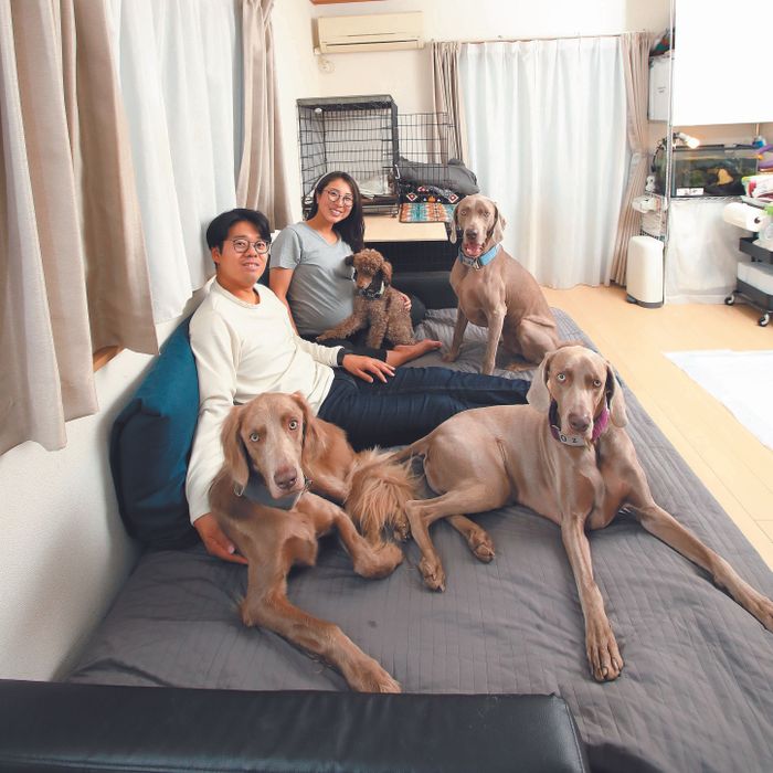 東京都 吉岡礼央さん、早希さん。右奥から時計回りにルディくん(3才/ 31.0kg)、 オズくん(2才/ 33.0kg)、ロイくん(3才/ 29.5kg)ともにワイマラナー、ソルトくん(推定7才/ 7.5kg /トイ・プードル)すべてオス/甘えん坊