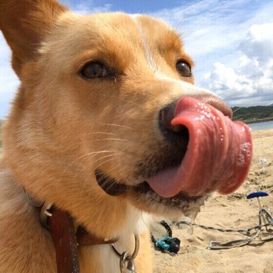遊ぶ保護犬