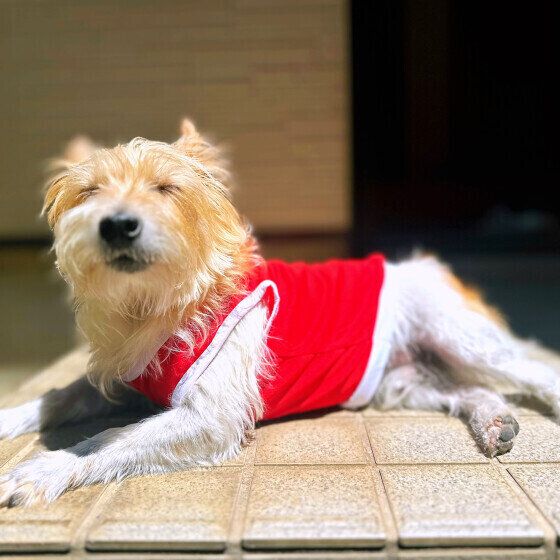 ジャック・ラッセル・テリアのしいたけくん