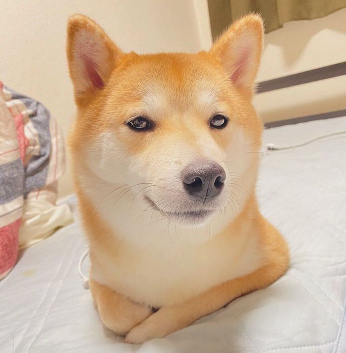 まったりするコタくん