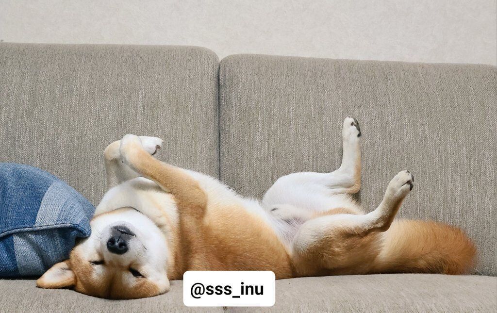 ソファで眠る麦くん