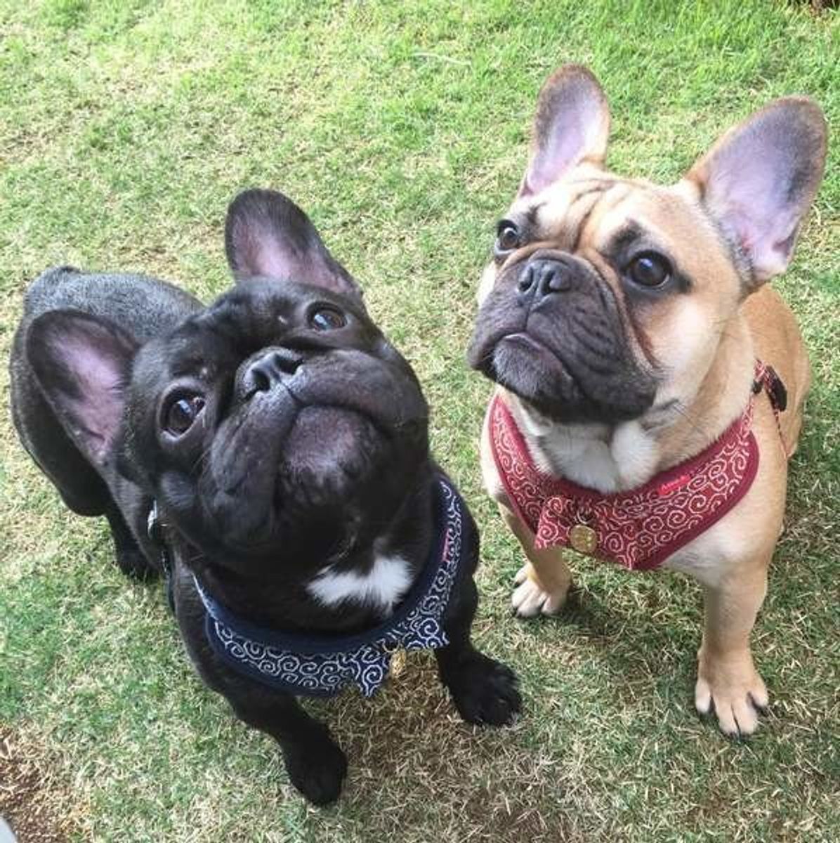 犬同士のお尻クンクンは匂いで相手の体調をチェックしている 愛犬の行動の謎を解説します いぬのきもちweb Magazine 犬同士のお尻クンクンは匂いで相手の体調をチェックしている 愛犬の行動の謎を解説します いぬのきもちweb Magazine