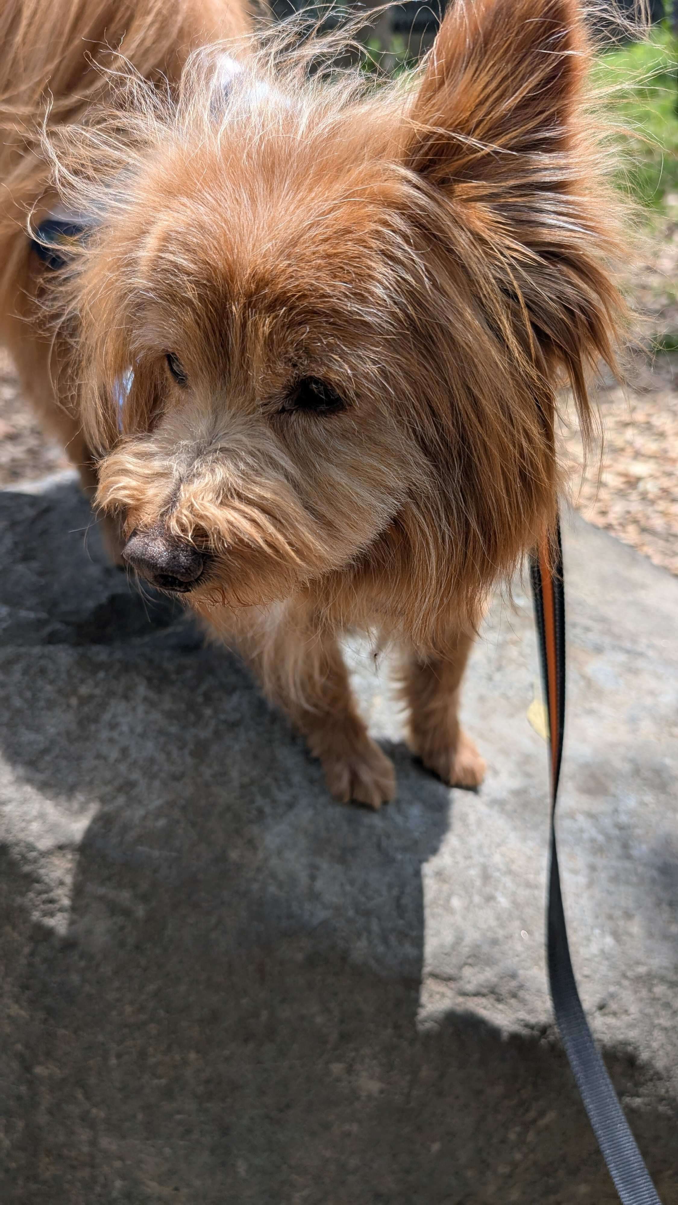 別に…って顔の犬