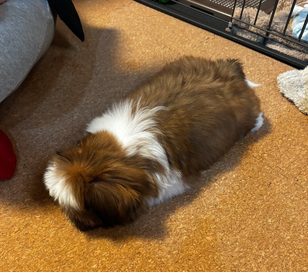 疲れて眠ってしまったちゃむくん