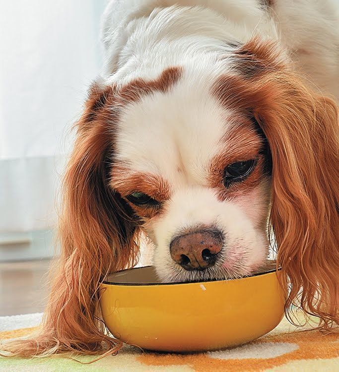 年齢・体質に合わせてフードを替える