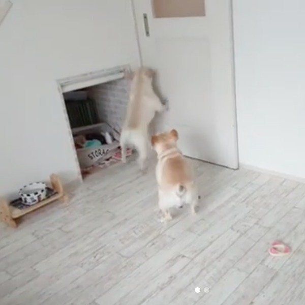 パパさんの帰宅を喜ぶフレブルファミリー