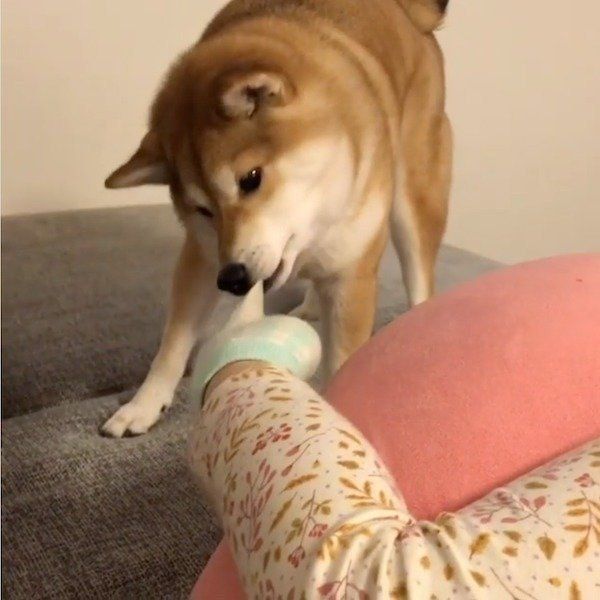 靴下を狙う柴犬