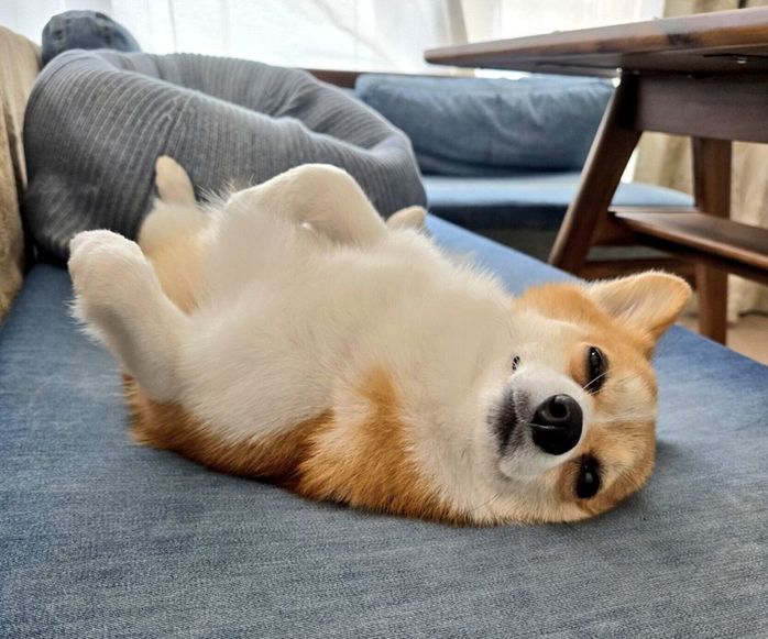 まったりするピースくん