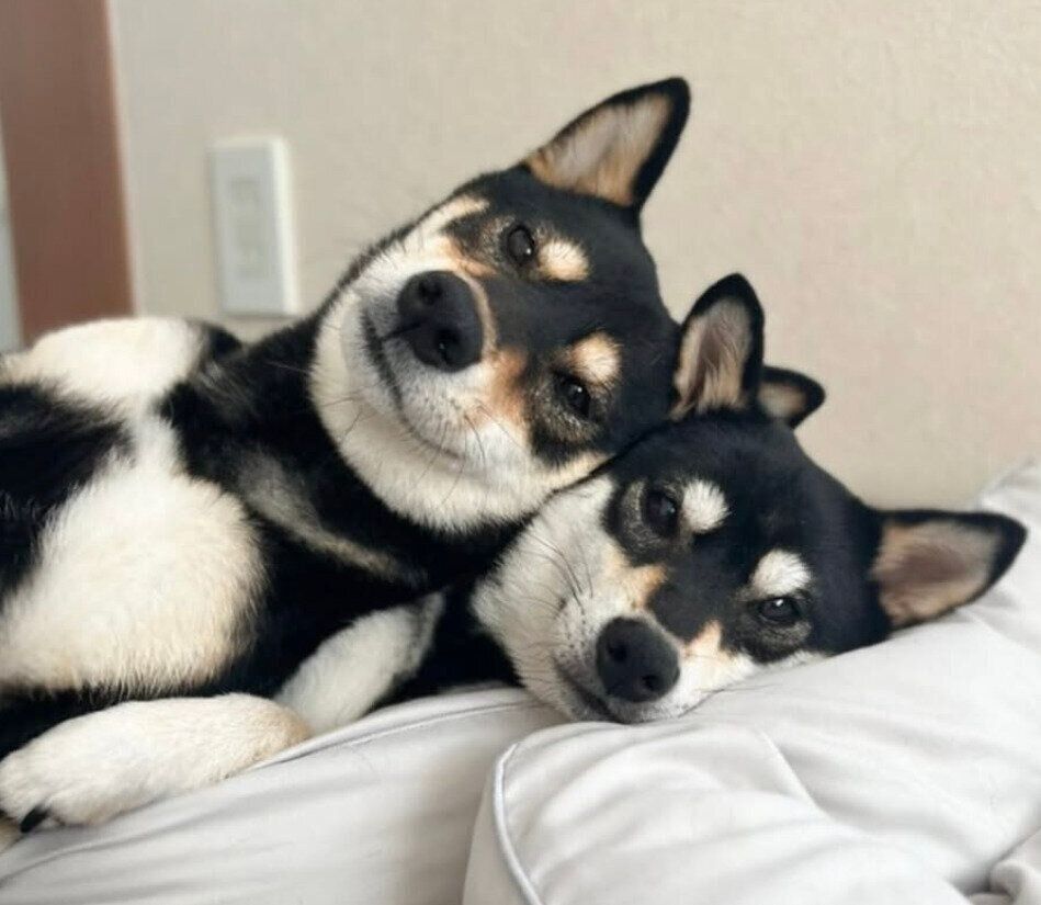 仲良しな先住犬・ライナちゃん、レオナちゃん