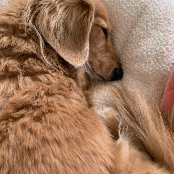 老いるとしなくなる犬の意外な変化