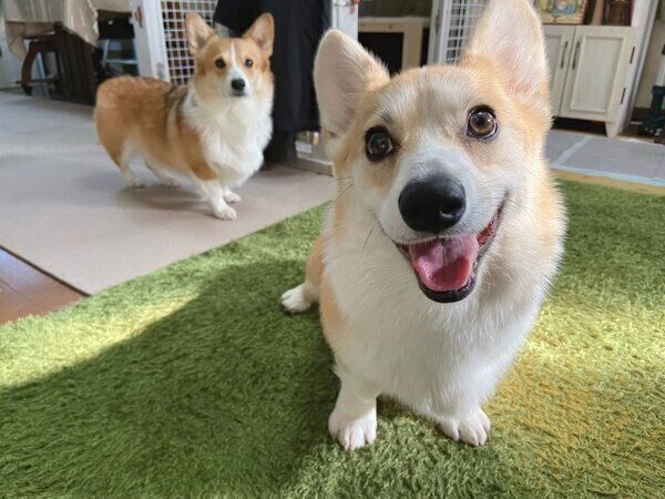 可愛らしい表情をするくまくん