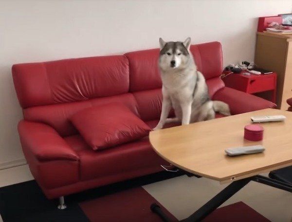 シベリアン・ハスキー