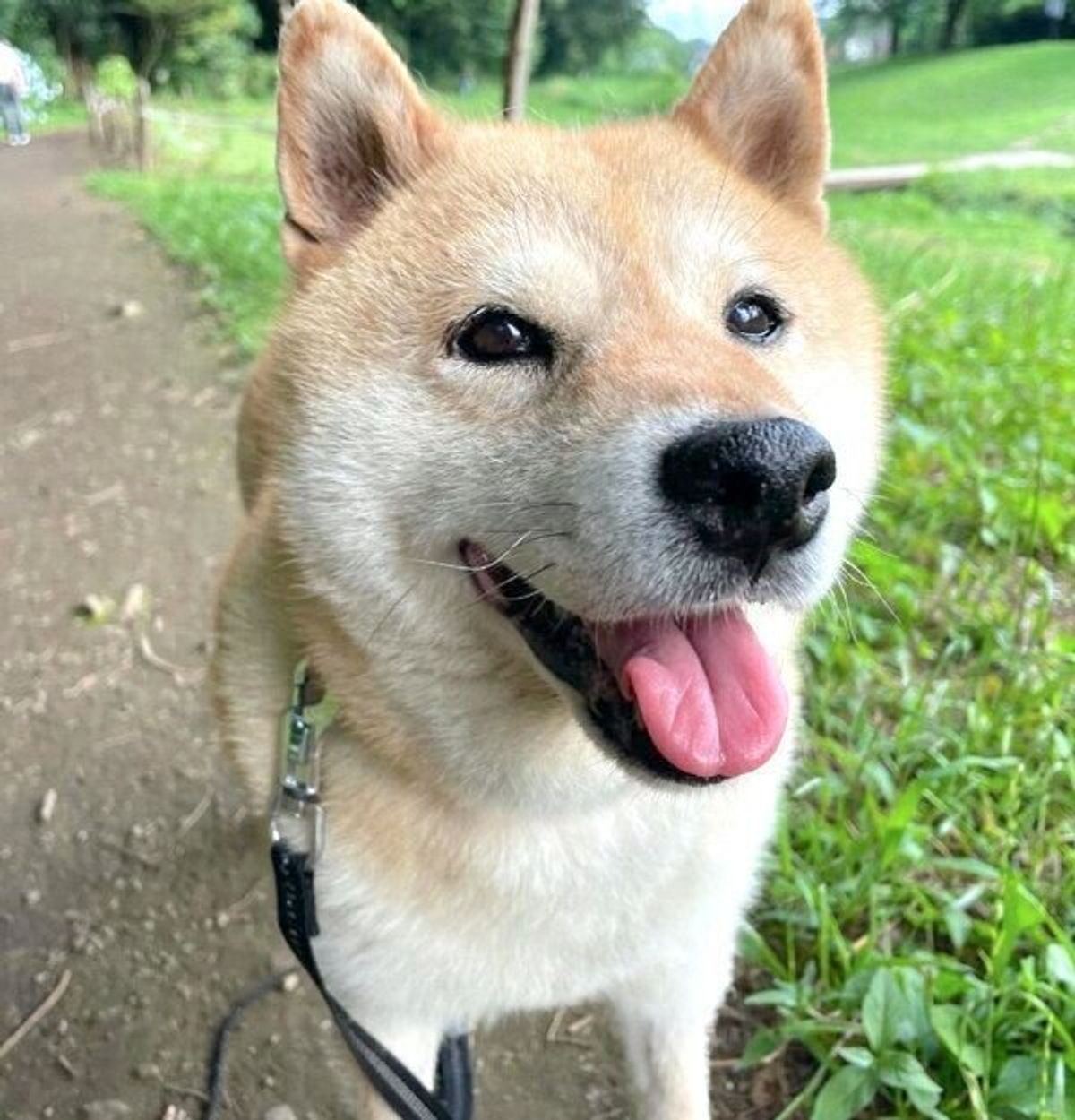 おやつありがとう 飼い主の足にぎゅ っとしがみつく柴犬の愛らしい姿に悶絶 いぬのきもちweb Magazine おやつありがとう 飼い主の足にぎゅ っとしがみつく柴犬の愛らしい姿に悶絶 いぬのきもちweb Magazine