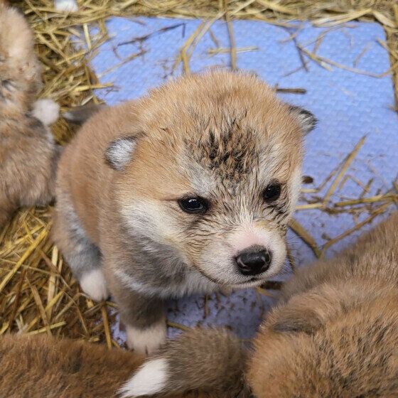 秋田の栄三くん♪