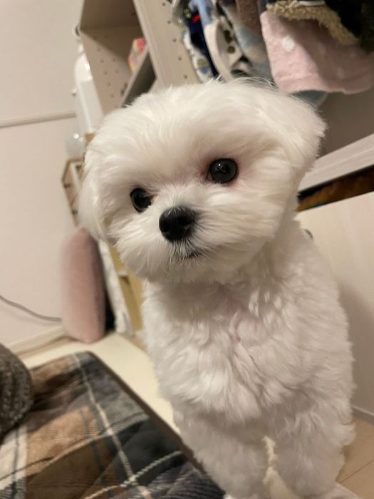 モコくんのアピール姿はSNSで「かわいい」などと話題に