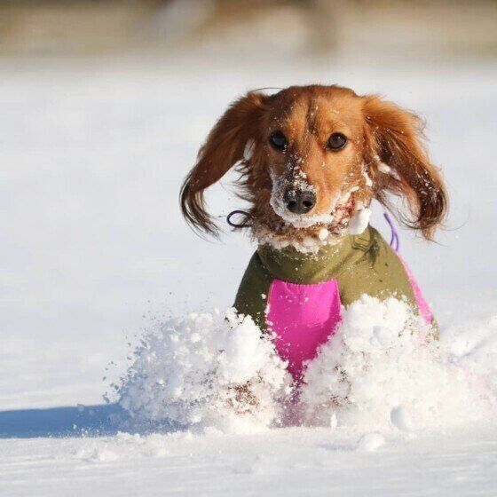 ダックスフンド