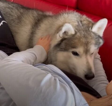 お姉ちゃんとお昼寝したい文太くん