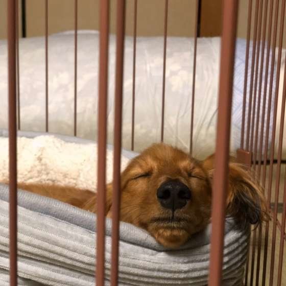 気持ちよさそうに眠るカニーンヘン・ダックスフンド