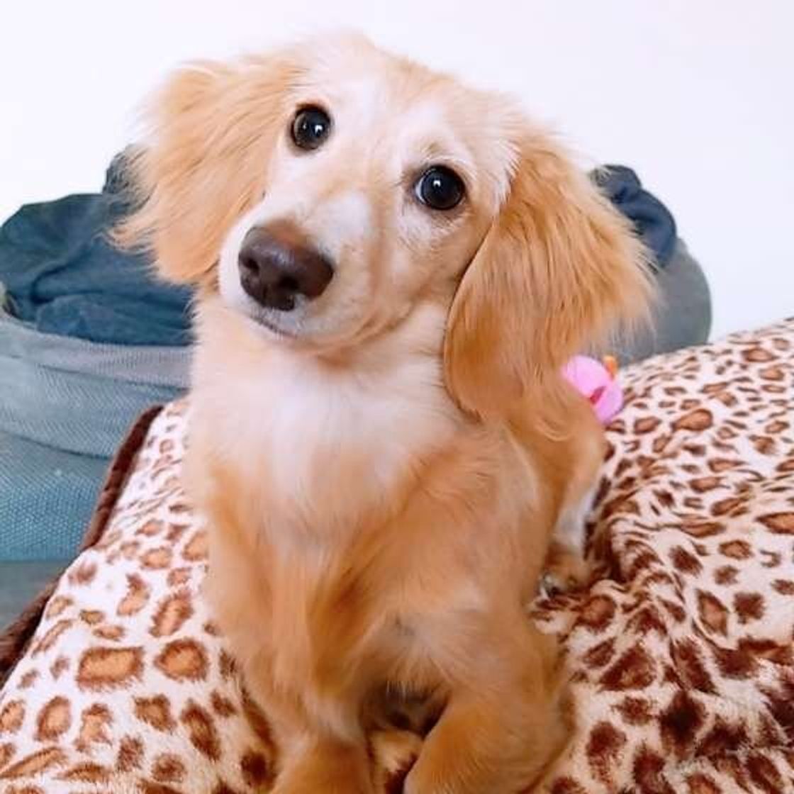 首をかしげる犬 たち その理由も可愛すぎた いぬのきもちweb Magazine 首をかしげる犬 たち その理由も可愛すぎた いぬのきもちweb Magazine