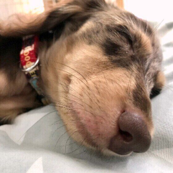 犬のよい眠りのためにしてはいけない飼い主の行動とは？ いぬのきもち