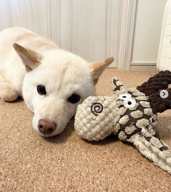 まったりするボスくん