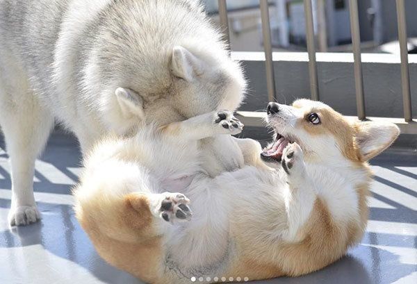 じゃれるシベリアン・ハスキーとコーギー