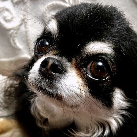 犬が飼い主を見つめる理由とは 愛犬がじっと見つめてくるのはなぜ？ チワワ いぬのきもち