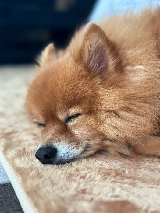 眠っているこじろーくん