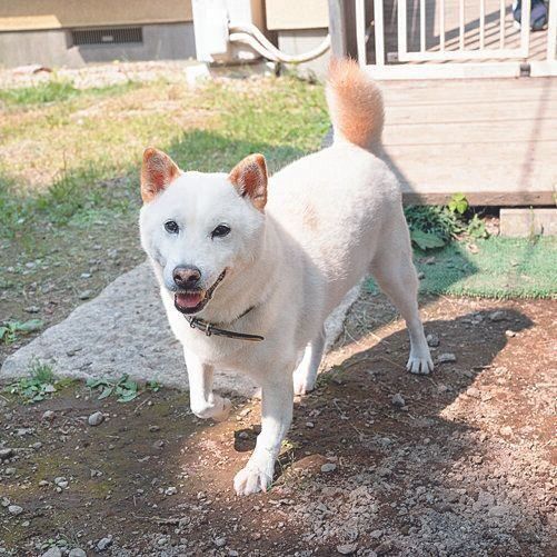 人なつっこい性格のレオくん（推定11才）。持病があるため、なかなか譲渡につながらないそう