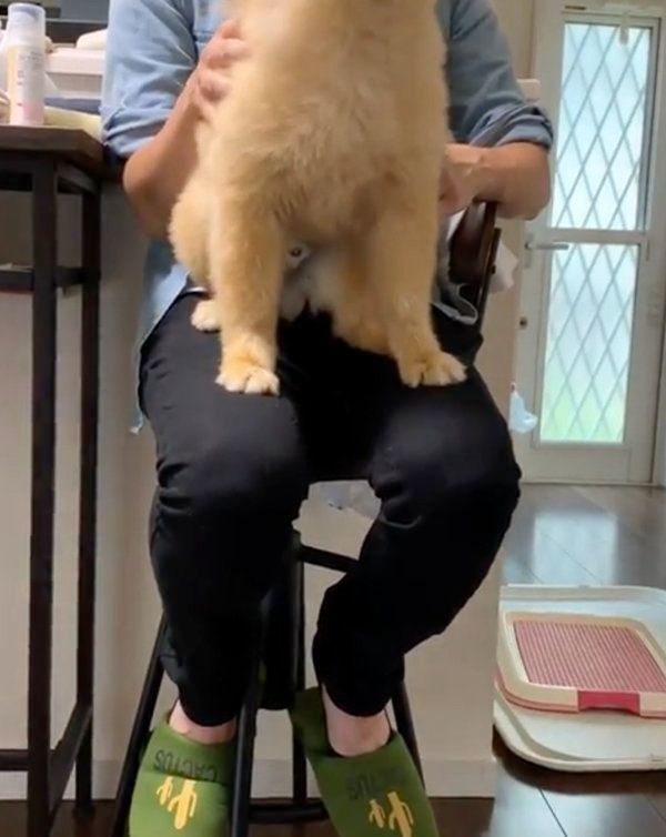 飼い主さんの膝にのりたいポメラニアン