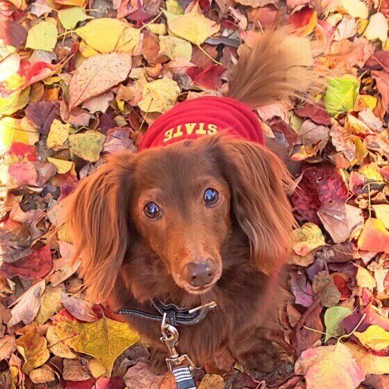 ミニチュア・ダックスフンドのチロルくん